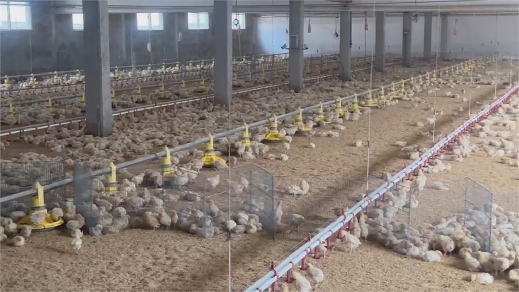 氣溫驟降冷吱吱！　豬仔、小雞養殖場抗寒大作戰