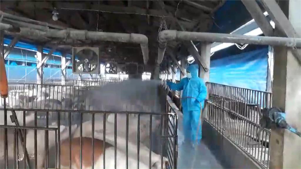 廚餘養豬禁令維持 農業部重話:違規者最重撤照