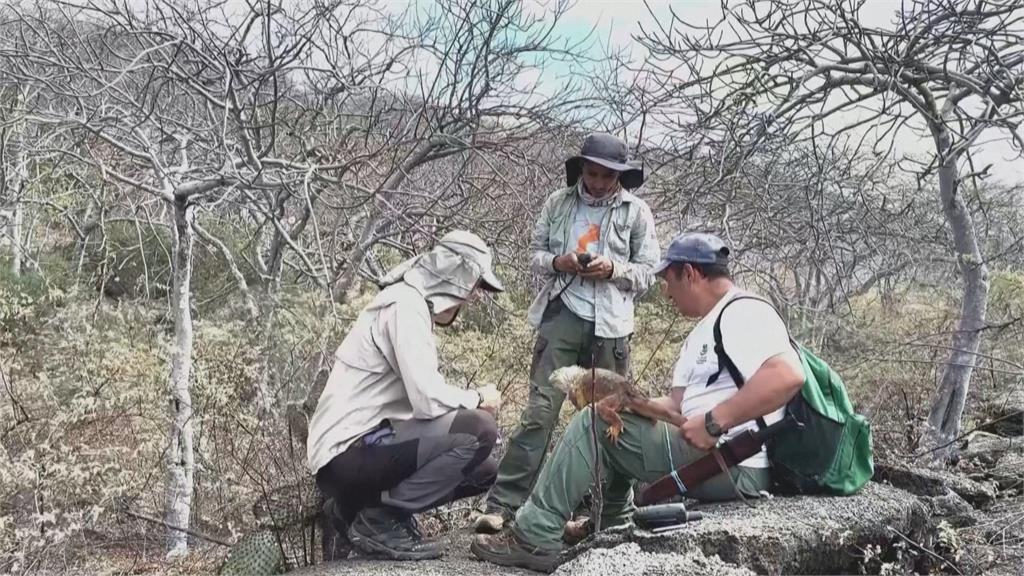 加拉巴哥群島「1特有種」一度瀕危　復育有成逐漸壯大