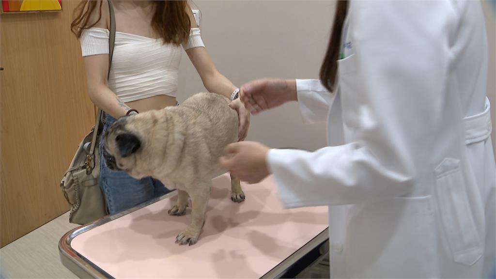 貴桑桑！　寵物「高齡化」看病需求高　醫院趁亂「宰肥羊」飼主負擔重