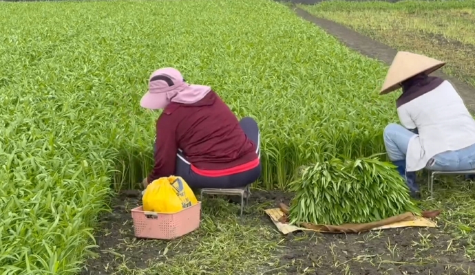 防颱大作戰！　花椰菜田鋪網如蓋棉被防風　蔥田備妥抽水機