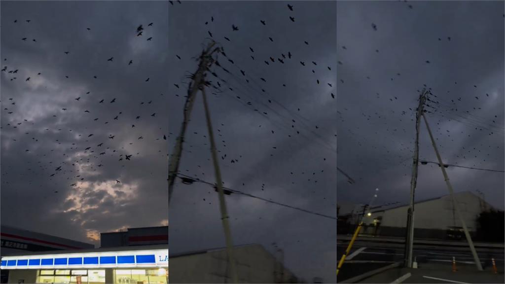 日本石川7.6強震前「異狀四起」!多地驚見「上萬烏鴉染黑天空」專家開口了