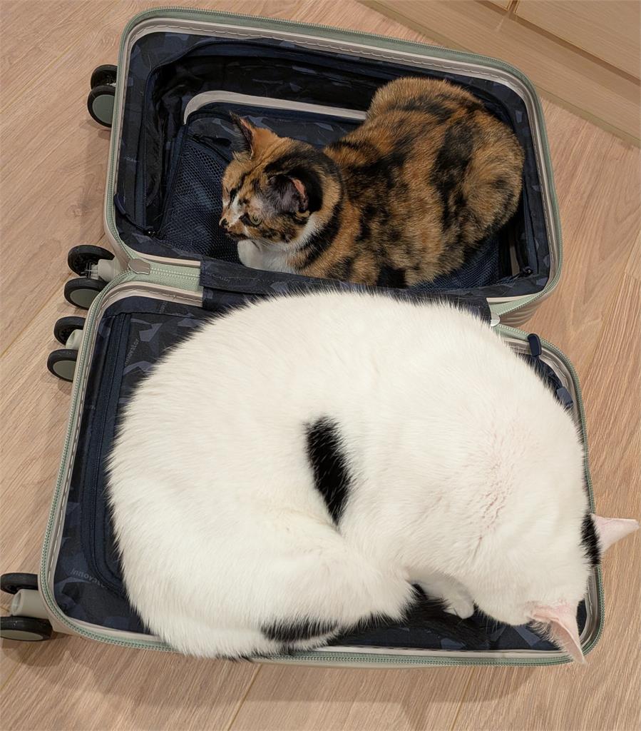 蕭美琴IPAC演講遭傳「砸錢買資格」不忍發聲了！再曬「超反差萌照」網心疼：辛苦了