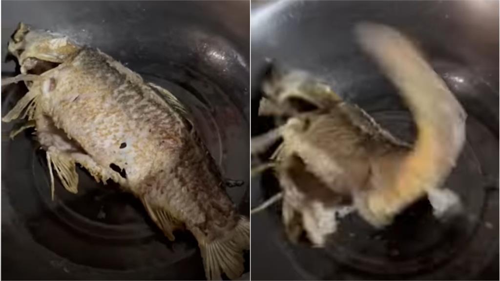 被剖腹、炸熟還活蹦亂跳2分鐘!「殭屍魚」復活原因曝光!