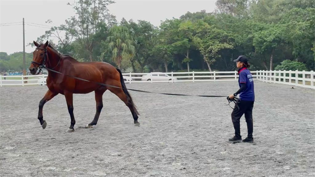 快新聞/台南9惡犬馬術場圍攻屠殺「馬隻2死3傷」 黃偉哲說話了