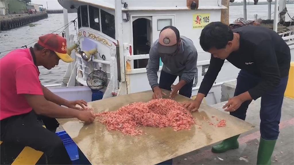 捕撈最後期限！櫻花蝦大豐收！　價位居高不下　每公斤350元