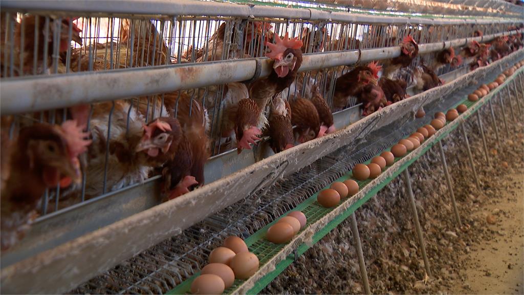 雞蛋每斤漲2元衝回歷史新高　蛋農：缺蛋問題會變更嚴重