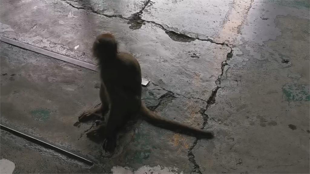 獨臂獼猴闖驗車廠落網 「1cc鎮靜劑」竟奪命