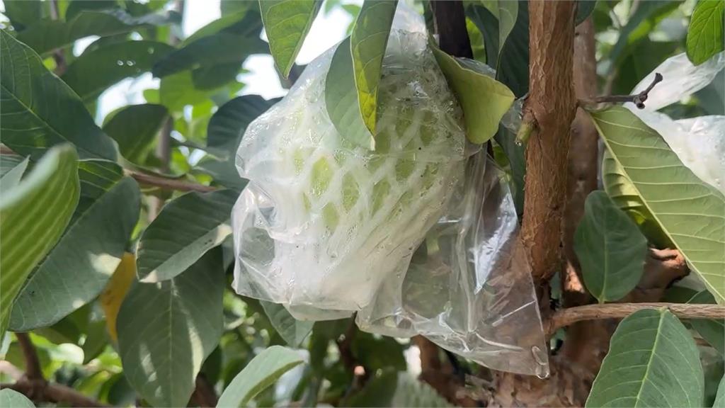 快新聞/網購屏東水果遭詐騙!周春米示警 親測芭樂、推銷在地農產