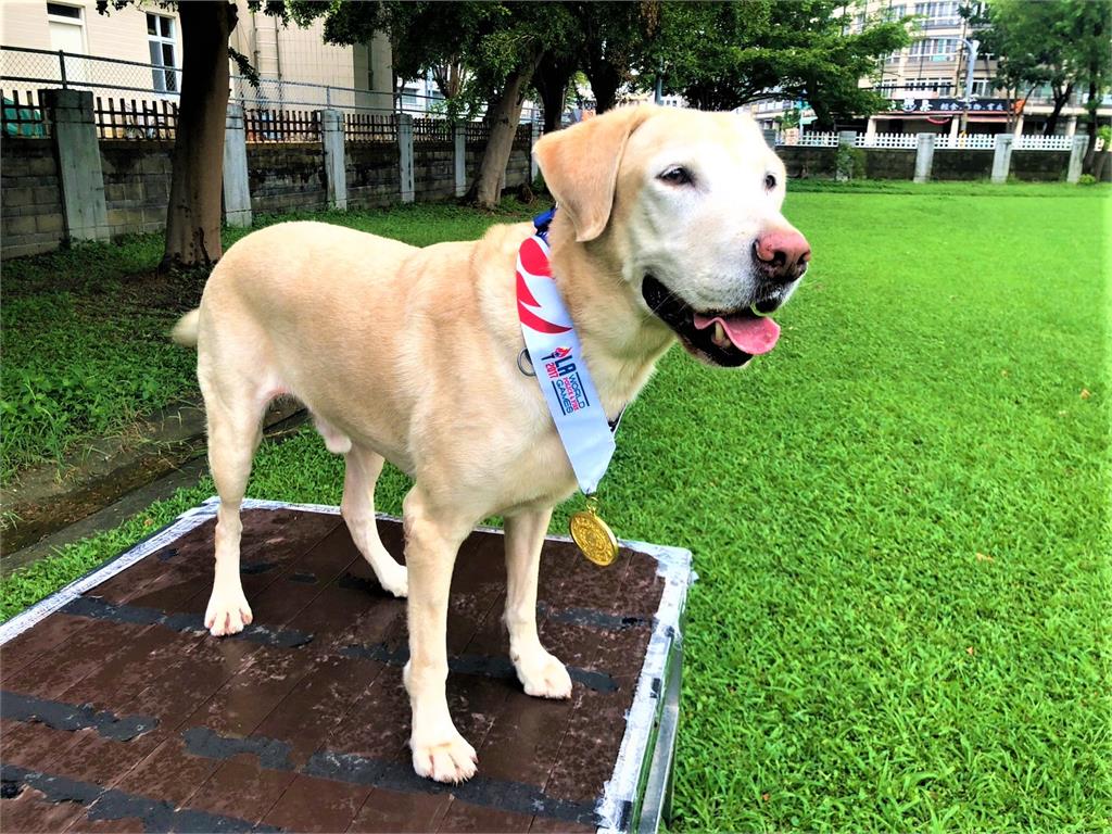 花蓮救災小小英雄立大功！頑皮搜救犬Roger登上CNN首頁