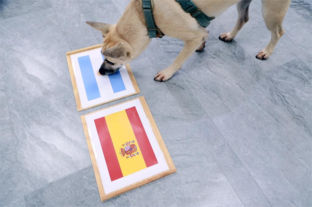 蔡英文愛犬「預測這國」奪世足賽冠軍！急澄清1句網笑翻：終於走到玄學這步