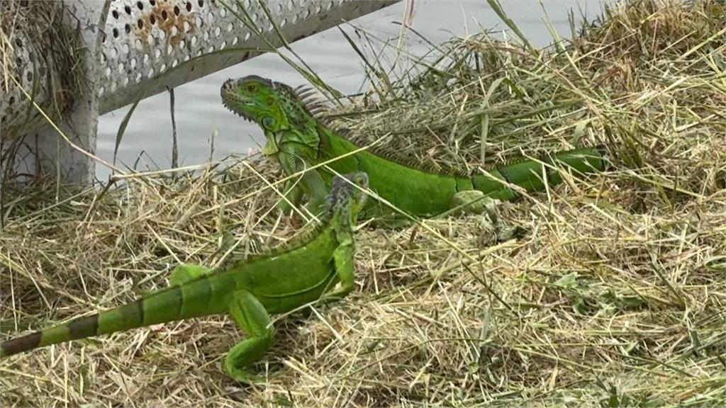 天氣熱?綠鬣蜥誤闖校園 師生「溫柔包抄」成功捕獲