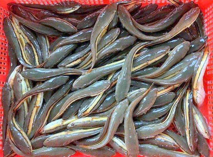 日月潭龍鳳宮水域魚虎出入頻繁! 釣友驚呼:幼魚長成「巨嬰級」體型