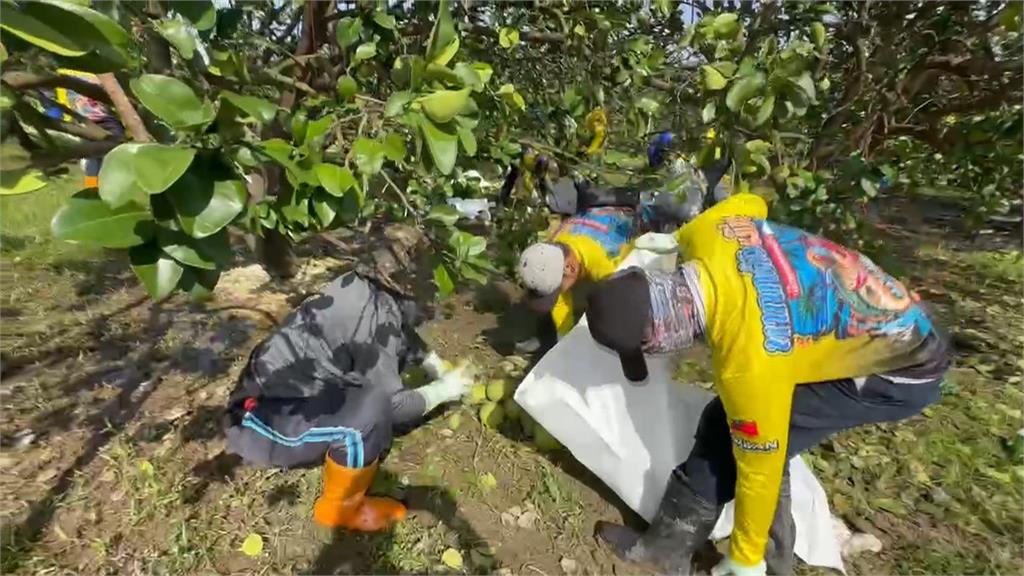 文旦受風災影響減產30% 柚農創意加工促銷催買氣