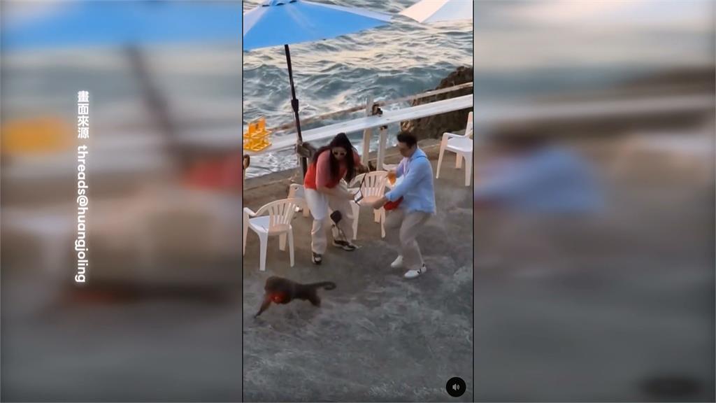 獼猴又來! 香港遊客喝咖啡"包包遭猴搶" 護照.皮夾全不見