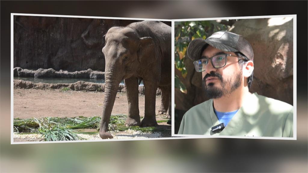 瓜地馬拉動物園辦生日趴　為63歲亞洲象「川皮塔」慶生