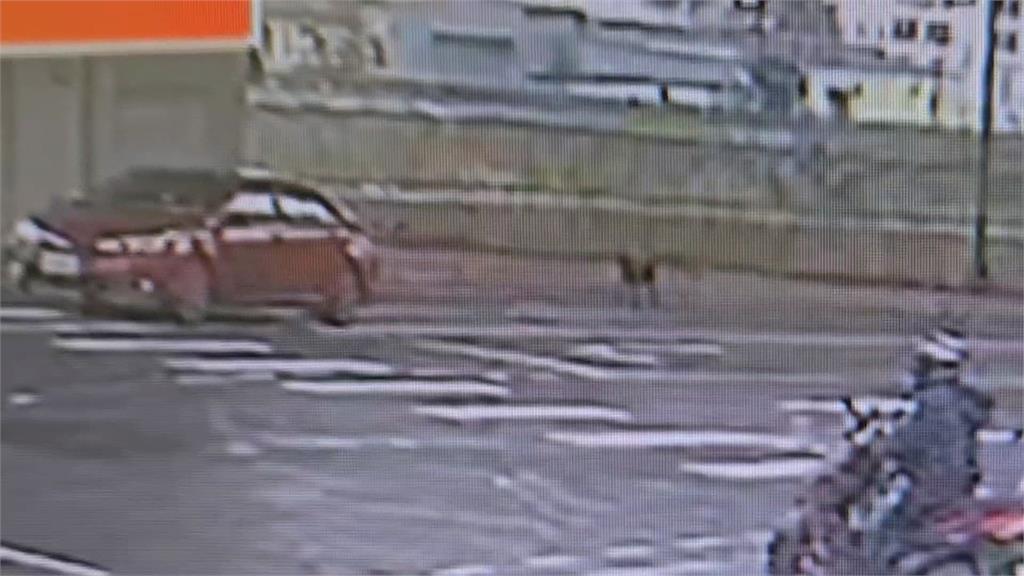惡劣!開車丟包黑狗棄置路中 動保處最重罰飼主15萬