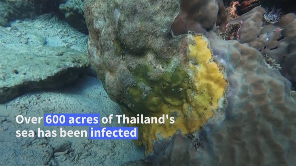 海洋汙染、全球暖化衝擊　泰國珊瑚礁染黃帶病大面積死亡