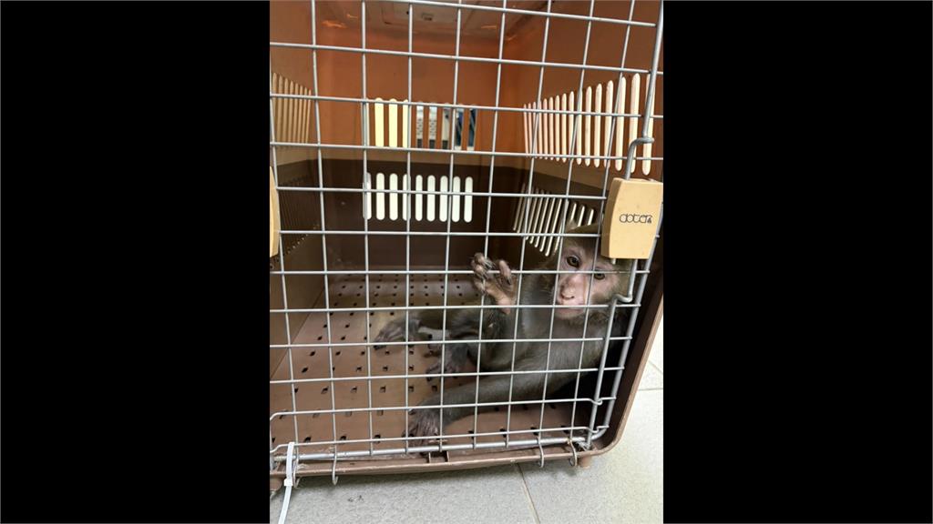 三重赫見「尿布小猴」　遭動保處帶回安置　飼主下場慘了！
