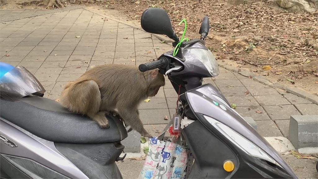 掏塑膠袋吸引猴群　惡劣男竟出腳踢飛獼猴