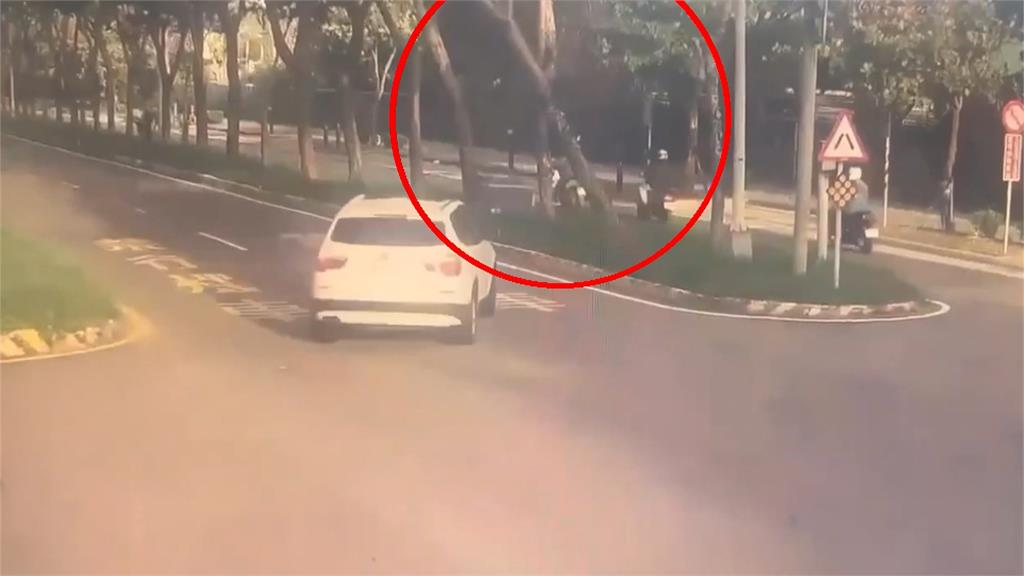 颱風鳳凰逼近！新竹颳強風「樹橫倒路中」　２車急閃驚險瞬間曝