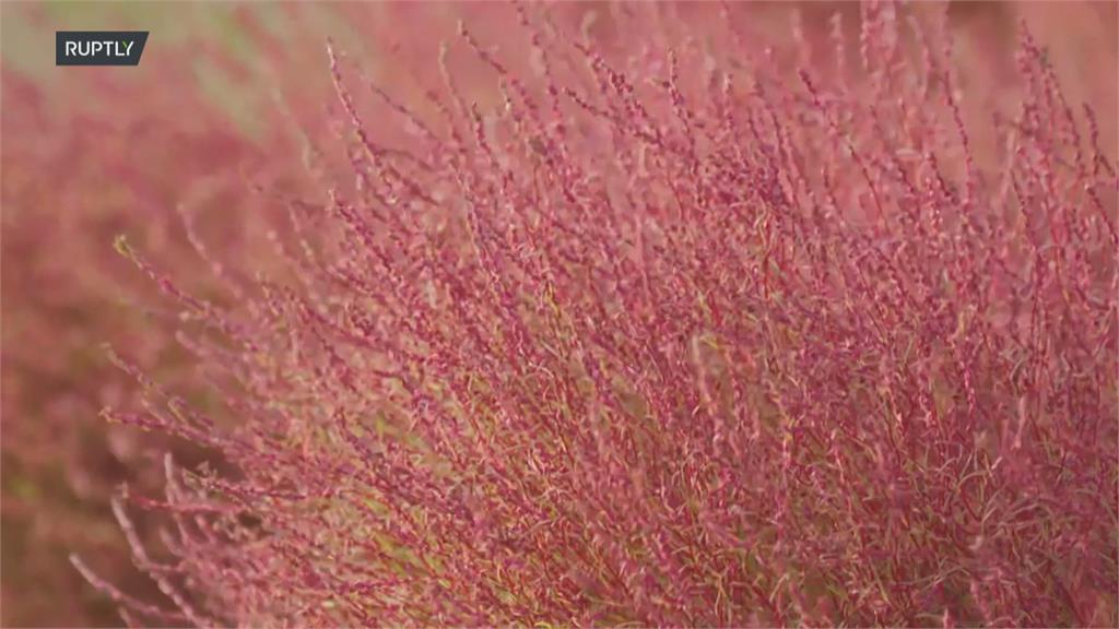 日本茨城縣秋季限定 3萬株「掃帚草」正轉紅超壯觀
