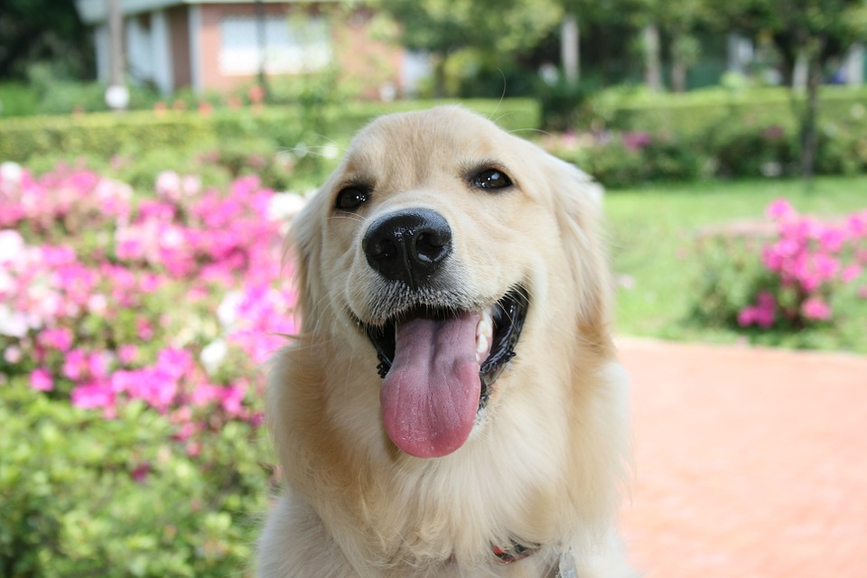 最受歡迎狗狗出爐！超越吉娃娃、柴犬「這品種」蟬聯日本13年人氣冠軍