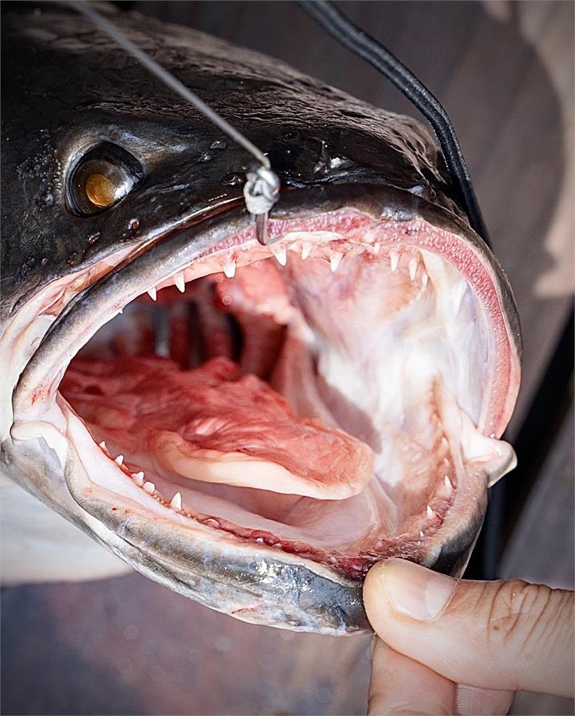 日月潭「惡霸」繁殖期來襲!魚虎超近距離「尖牙利嘴」驚悚照曝光