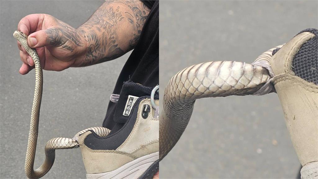 女子玩遊戲低頭驚見「毒蛇卡鞋上」　專家嚇傻：這1口能殺20萬隻老鼠！ 