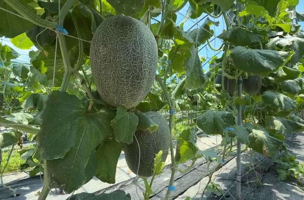 宜蘭壯圍哈密瓜大豐收 新品種皮薄肉嫩還有甘蔗香