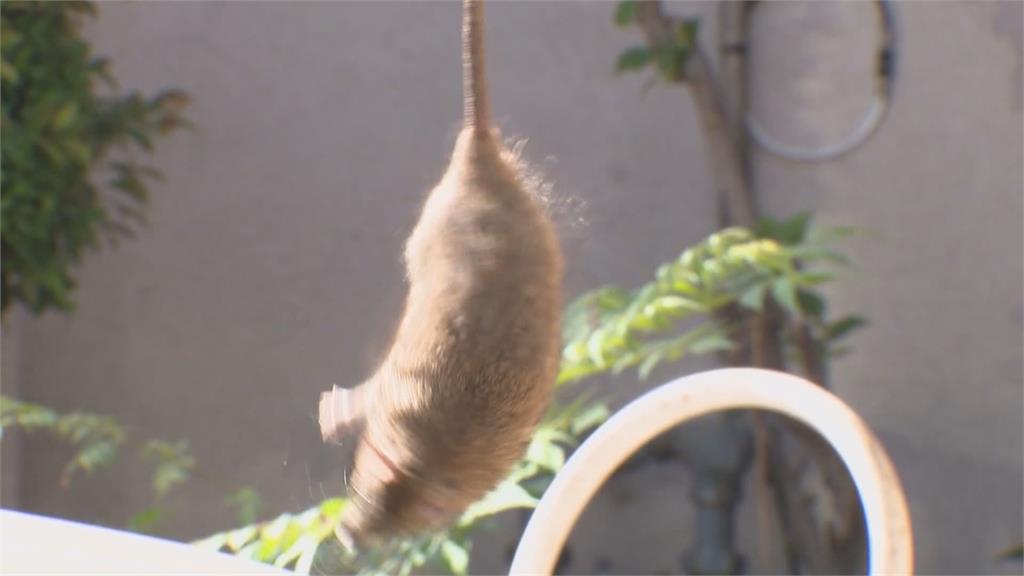 美國加州爆嚴重鼠患 一家成鼠窩 周圍鄰居全受害