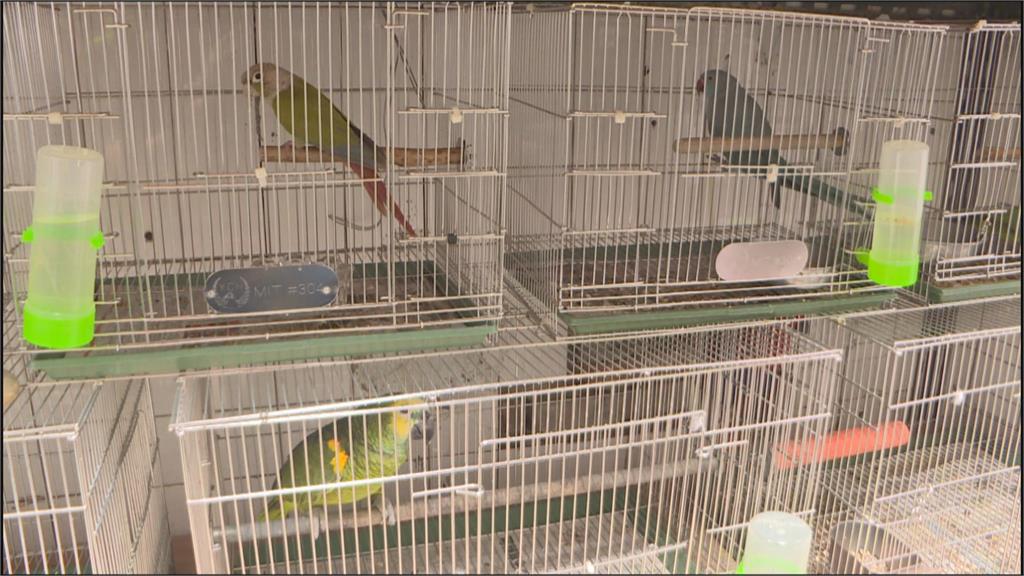 阿嬤養的浣熊「挑食、過胖」 動保處:被飼主寵壞了