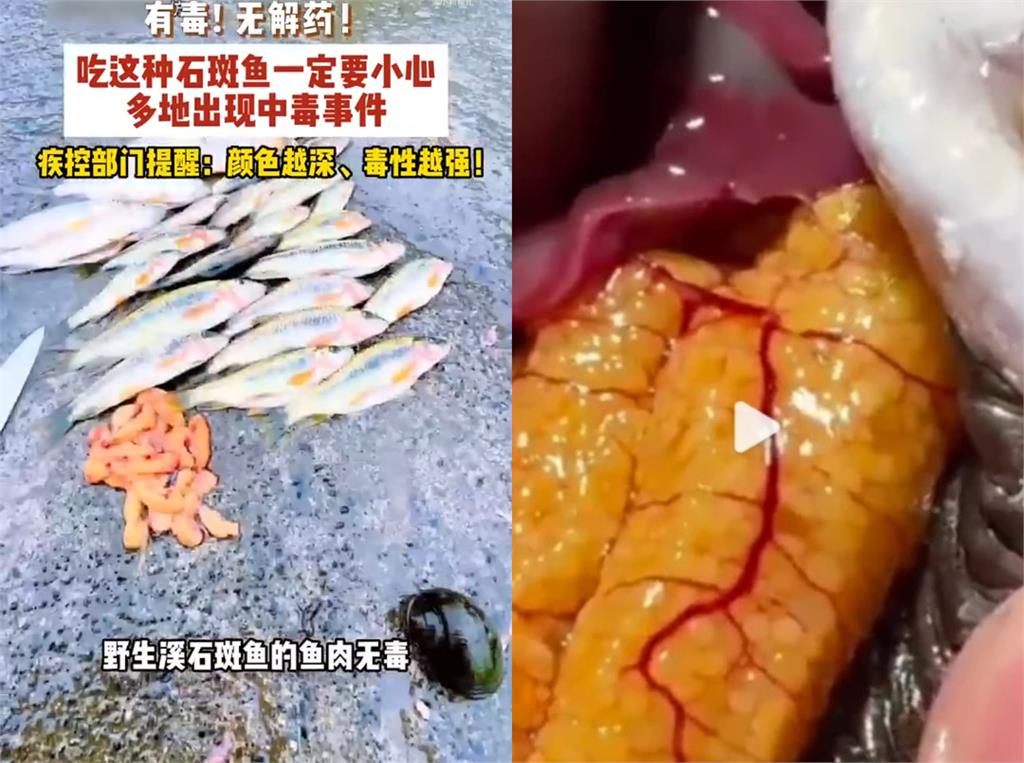 杭州男嗨吃「中國野溪石斑魚卵」慘出事!醫急警告「1毒性超強」:沒有特效解藥