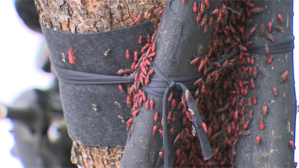 紅色蟲軍團出沒新北！　農業局澄清本土「紅姬緣椿象」勿驚慌