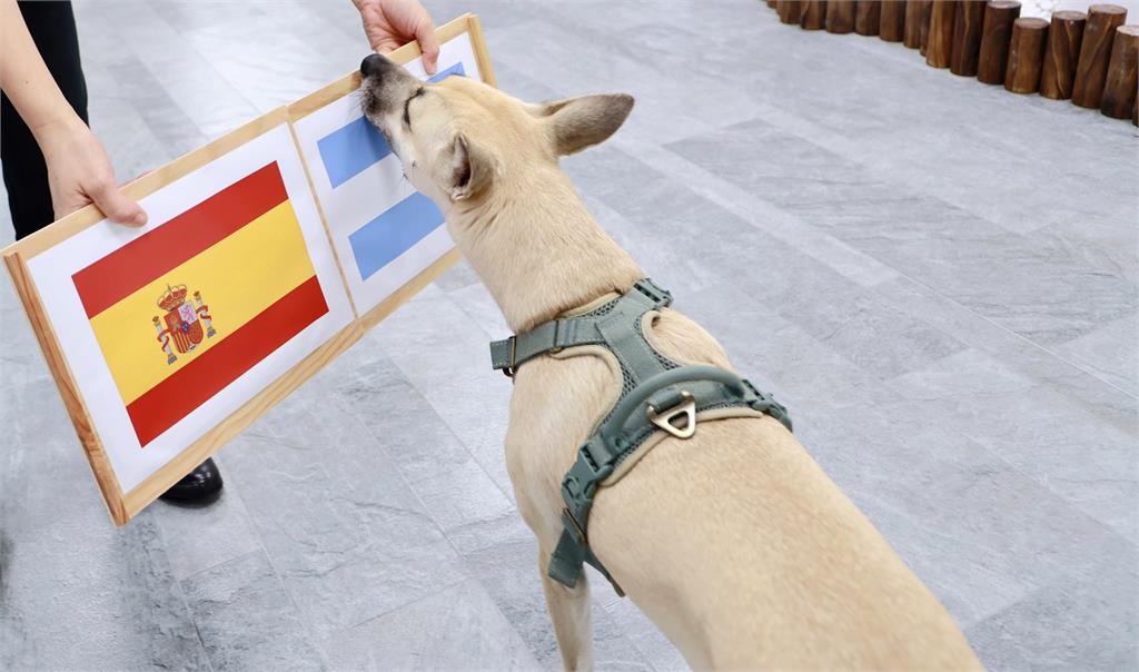 蔡英文愛犬「預測這國」奪世足賽冠軍！急澄清1句網笑翻：終於走到玄學這步