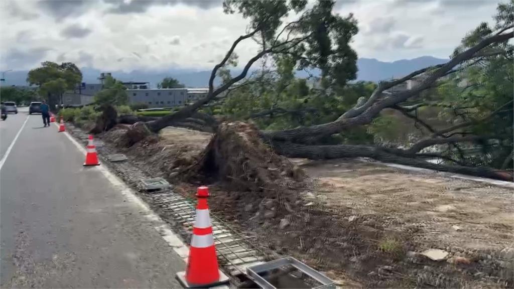 東北季風發威！　苗栗市整排路樹「連根拔起」倒塌