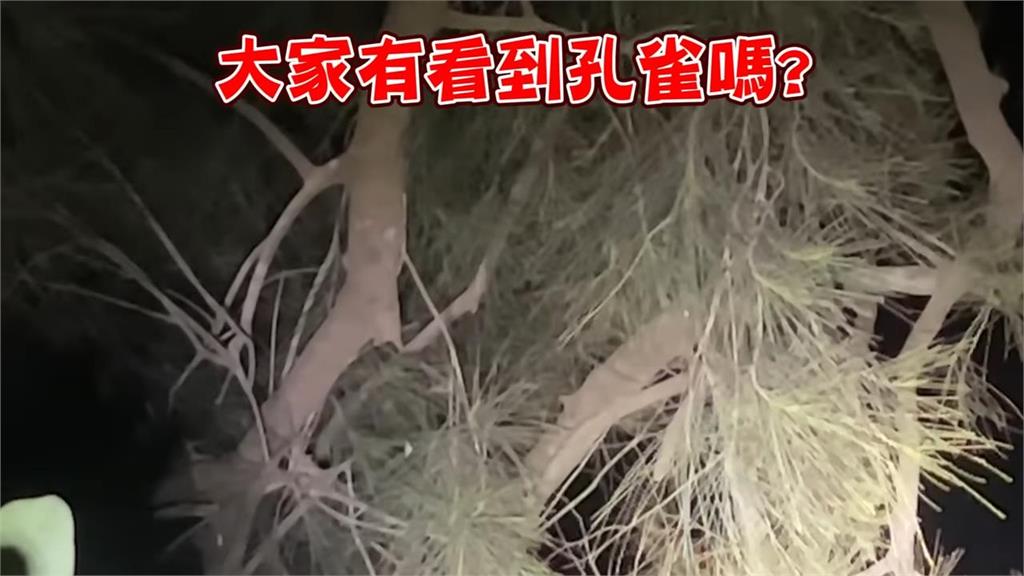 鳥屎從天而降！驚覺「誤入金門孔雀巢穴」　外來種移除達人單日獵殺22隻