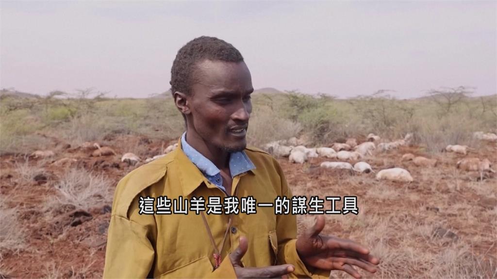 40年來最嚴重乾旱！「非洲之角」遍布餓死羊群