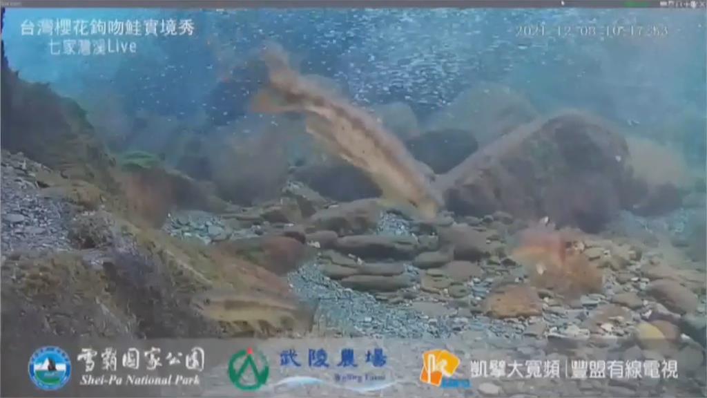 「櫻花鉤吻鮭」水中實境秀　民眾掃QR碼即刻觀賞