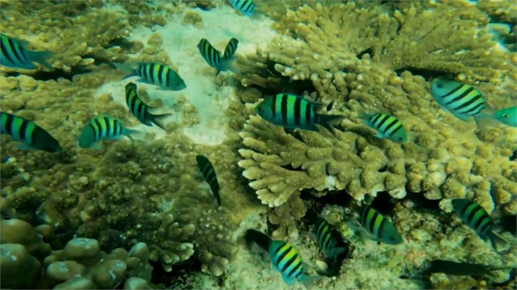 阿曼「萵苣珊瑚」大量死亡 潛水團隊當起海底清道夫