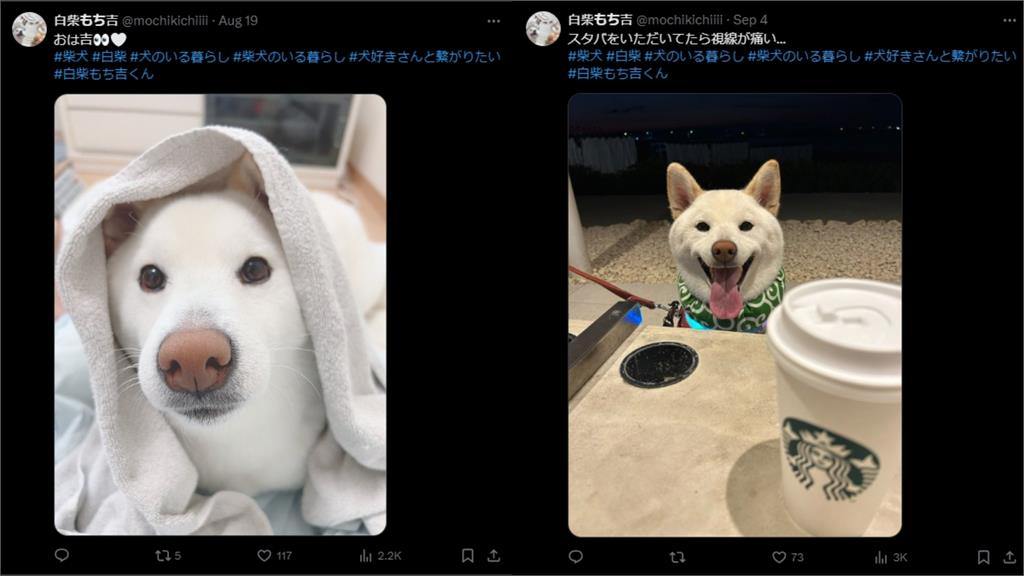 「天選偶像」眨眼一笑引3百萬人朝聖 飼主:再也拍不出第2次