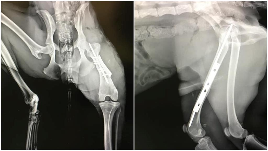 撞到突然衝出的狗!車主、飼主兩派戰翻天 網揭「這1點」是判決關鍵