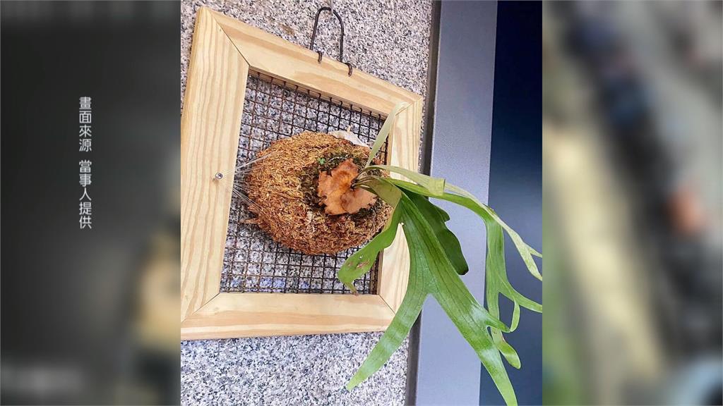新莊咖啡廳花圃遭竊！　業者曝植栽身價稱「意義更重大」