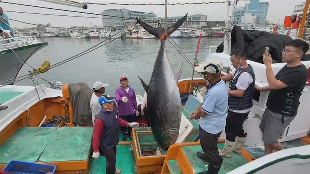 屏東近年來「最大鮪」 東港捕獲逾383公斤黑鮪魚