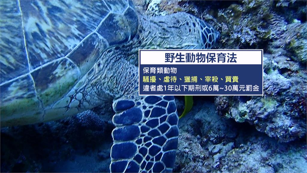 小琉球遇「海龜釘孤枝」不敢勸架 目擊民眾:怕被罰60萬