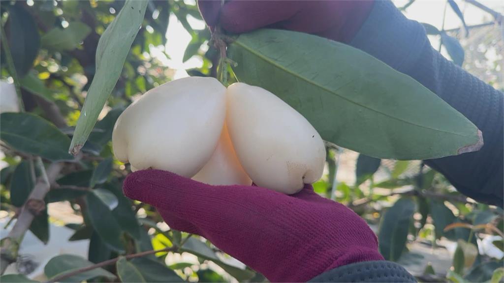 蓮霧大王20年研發數十種新品種 改良精進打造「蓮霧王國」