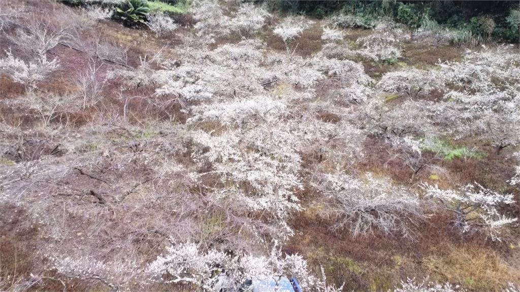 南投信義賞梅亂象！　遊覽車駕駛為過窄彎"拔梅樹"