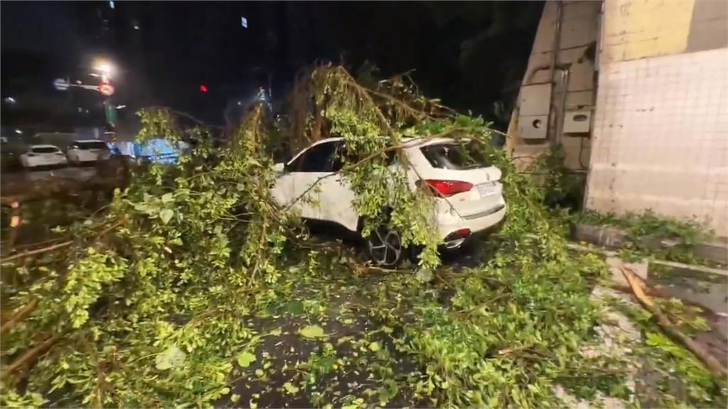 基隆光華隧道驚魂夜！　5公尺大樹滑落邊坡砸車　駕駛嚇壞