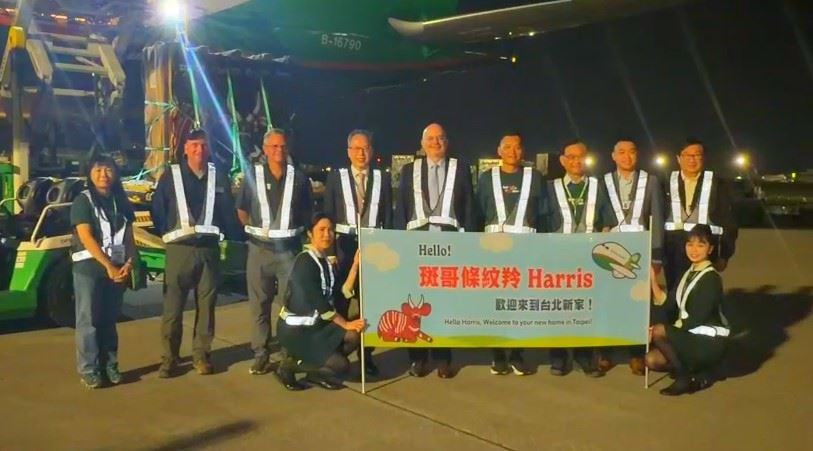 跨海來台娶老婆！瀕危「斑哥條紋羚」抵台　肩負台北動物園保育重任