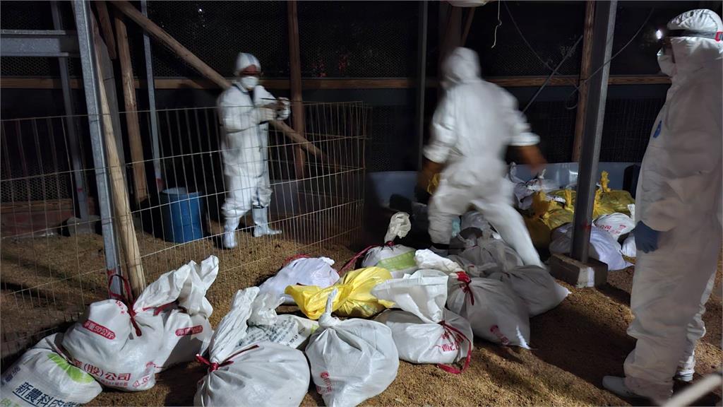 快新聞／8年來首見！桃園驚傳爆發H5N1　急撲殺2500隻珍珠雞